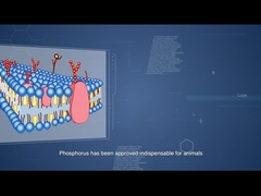 Sunphaseht die Gebruik van Dieetfosfor verbeteren en Voerkosten verminderen